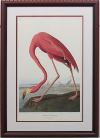 Pink Flamingo Giclee by John J Aubudon