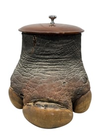 Taxidermy Rhinoceros Foot Humidor