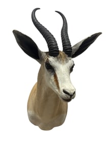 Taxidermy Springbok Head