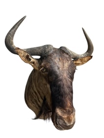 Taxidermy Wildebeest Head