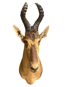 Taxidermy Red Hartebeest Head