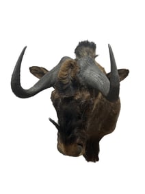 Taxidermy White Tailed Gnu Head