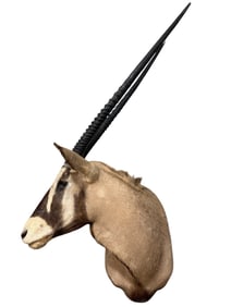 Taxidermy Gemsbok Head