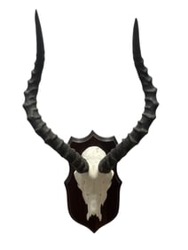 Mounted African Impala Horns & Skull