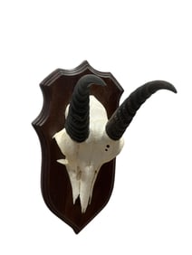 Mounted Mountain Reedbuck Skull & Horns