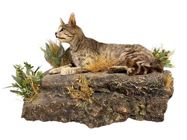 Taxidermy Asiatic Wildcat Mounted on Composite Rock