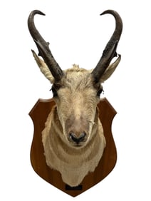 Taxidermy Pronghorn Head