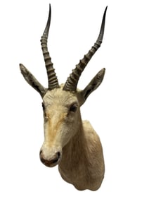 Taxidermy Blesbok Head