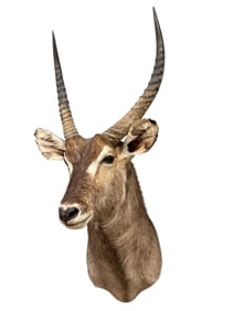 Taxidermy Waterbuck Head