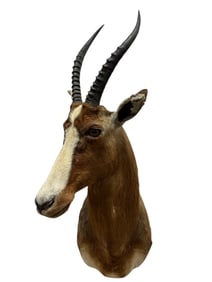 Taxidermy Blesbok Head