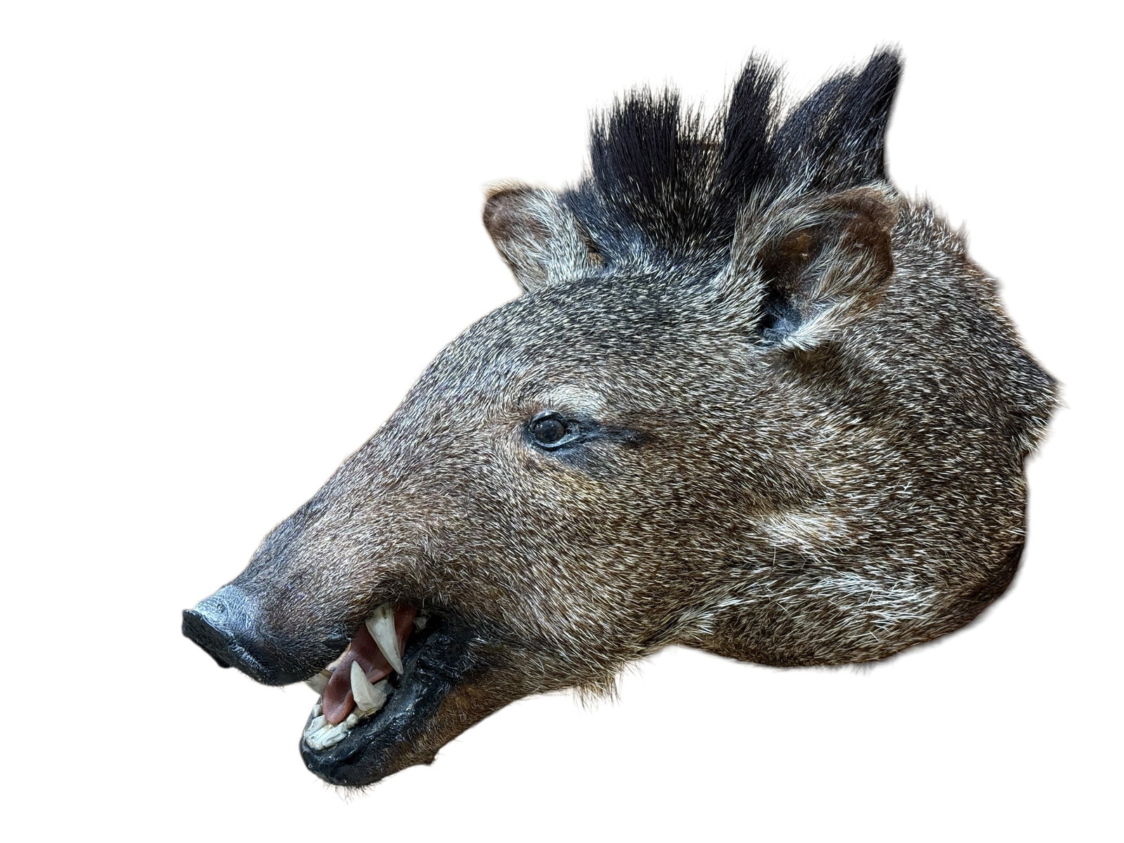 Taxidermy Javelina Head: Taxidermy Javelina Head. Measures approx 12.5" H x 17" D.