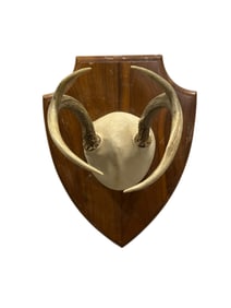 Mounted 4 Point Deer Antler
