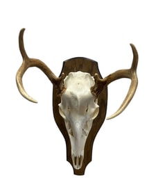 Mounted 6 Point Whitetail Deer Skull