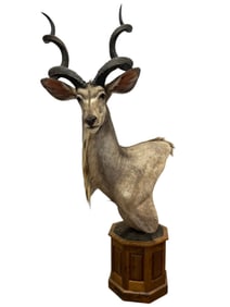 Taxidermy Greater Kudu Head & Shoulders on Base
