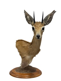 Taxidermy Steenbok Head Mounted on Wood Base
