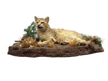 Taxidermy Bobcat Mounted on Composite Rock