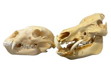 Pair of Animal Skulls
