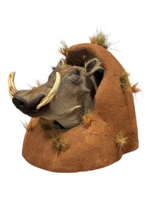 Taxidermy Wild Boar Head in Habitat Base