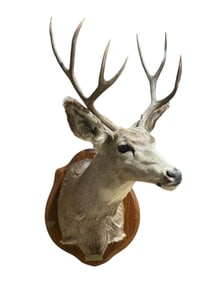Taxidermy 9 Point Deer Head