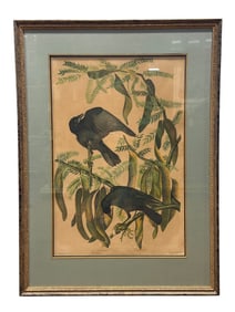 Framed "Fish Crow" J. Bein Edition After John James Audubon