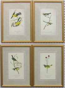 Antique Audubon Birds Prints