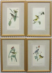 Antique Audubon Birds Prints
