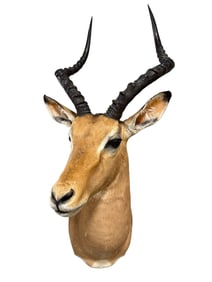 Taxidermy Impala Shoulder & Head Mount