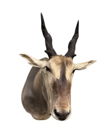 Taxidermy Eland Antelope
