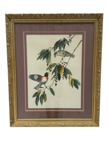 Framed "Rose-Breasted Grosbeaks" Print Attr. To Roger Tory Peterson
