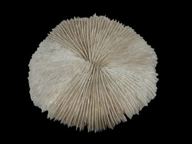 Natural Mushroom Coral Cap