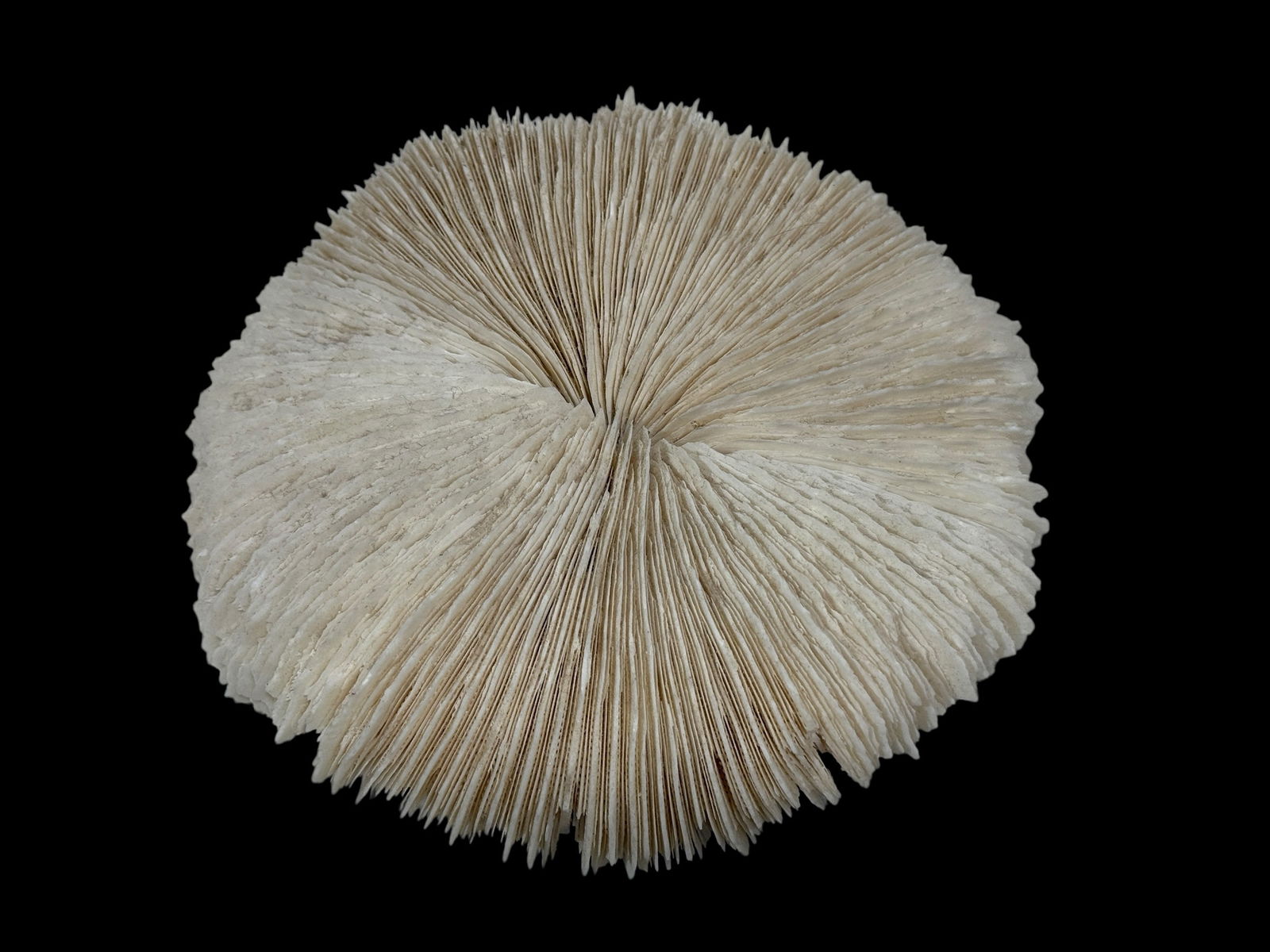 Natural Mushroom Coral Cap: Natural Mushroom Coral Cap. Measures 6" W x 5.75" D.