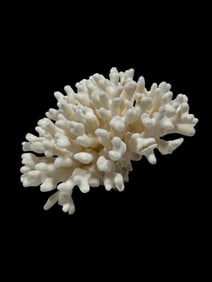 Large Natural White Cauliflower Coral Cluster