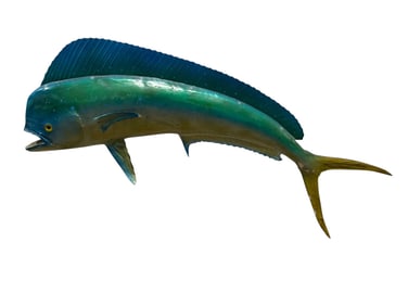 Wall Hanging Taxidermy Bull Dolphin Fish Mount