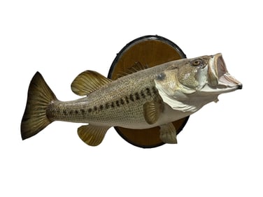 Taxidermy Mount of Largemouth Bass