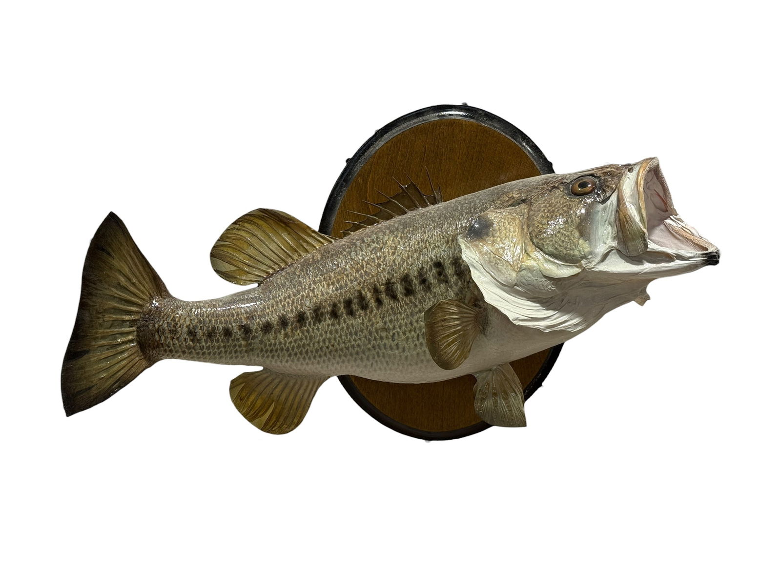 Taxidermy Mount of Largemouth Bass (1 of 8)