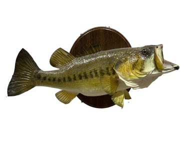 Taxidermy Mount of Largemouth Bass