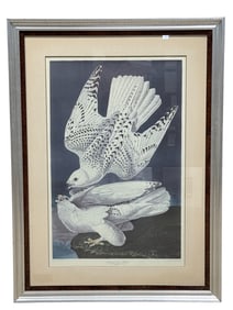 Quality Framed "Jer Falcon" Audubon Print