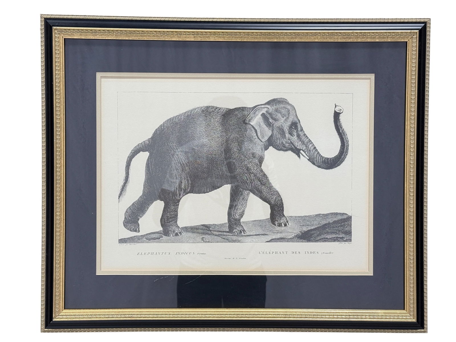 Quality Framed "Elephant" Print by Chelsea House (1 of 7)