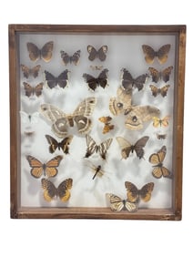 Taxidermy Butterflies in Shadowbox