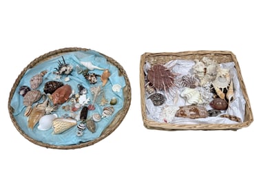 Collection of Sea Shells from Around The World w/ Baskets