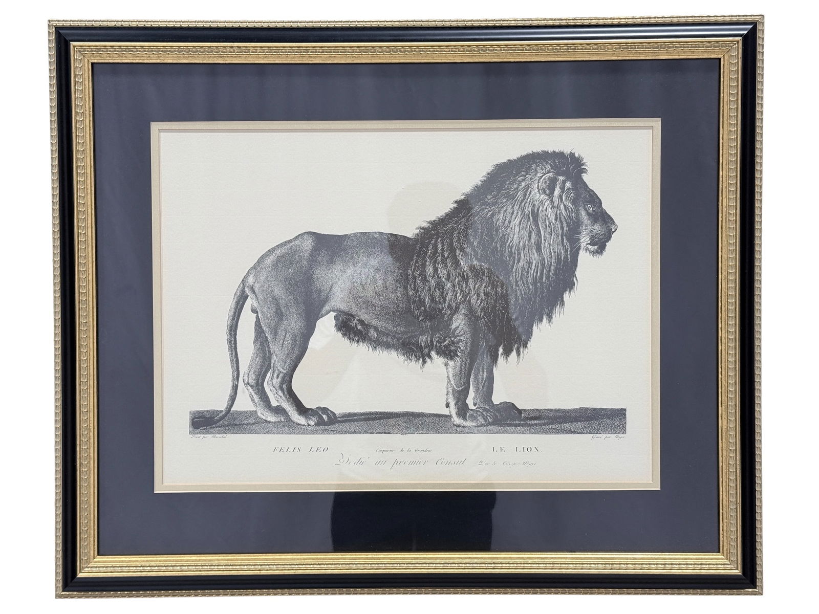 Quality Framed "Lion" Print by Chelsea House (1 of 6)