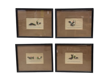 Set of 4 Feather Cock Fight "The Meeting To Death" Watercolors