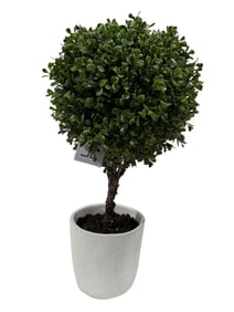 Allstate Living Boxwood Ball Topiary in Pot