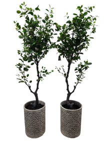 (2) Allstate Floral EVA Ficus Mistletoe Artificial Tree w/ Pot