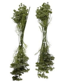 Park Hill Faux Queen Anne "Lace Spray" 12 Pack