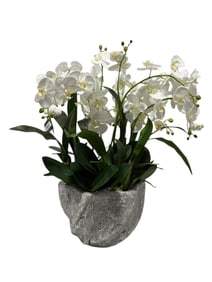 Allstate Floral Philae Orchid Arrangement