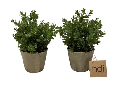 (2) N.D.I Boxwood Bush in Ceramic Pots