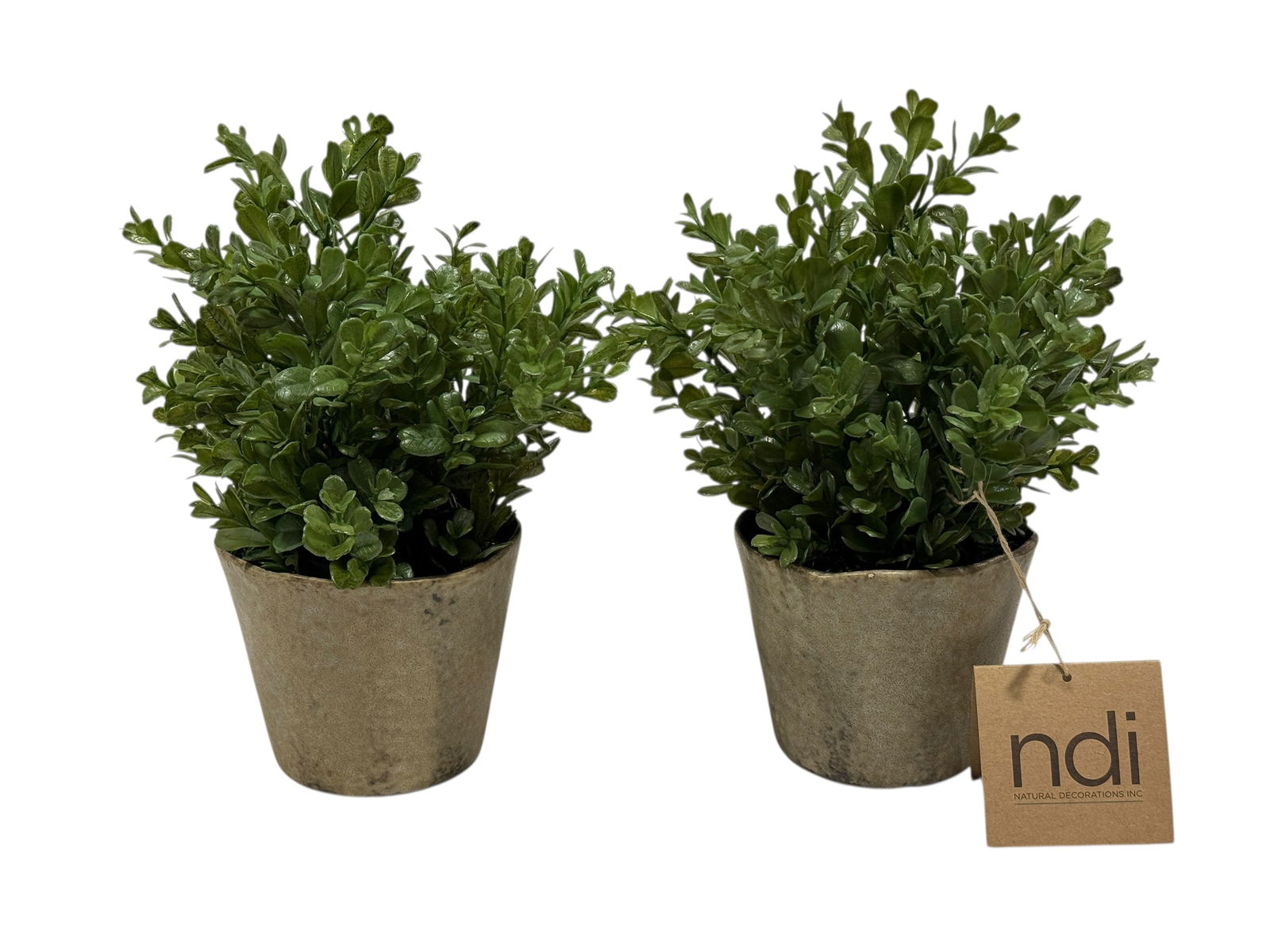(2) N.D.I Boxwood Bush in Ceramic Pots: (2) N.D.I Boxwood Bush in Ceramic Pots. Measures approx. 11.5" H x 9.5" W x 9.5" D. Brand New out of the box, in good condition.
