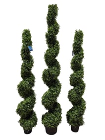 (3) Allstate Floral Park Place "Pond Boxwood" Spiral Topiary