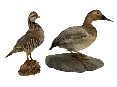 Early 20th C. Taxidermy Bird & Duck Display